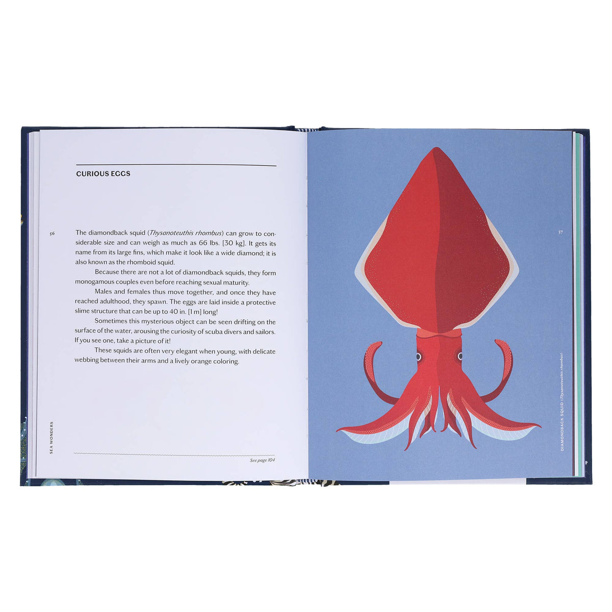 Sea Wonders - second view