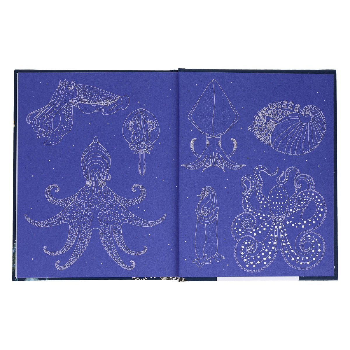 Sea Wonders - close-up