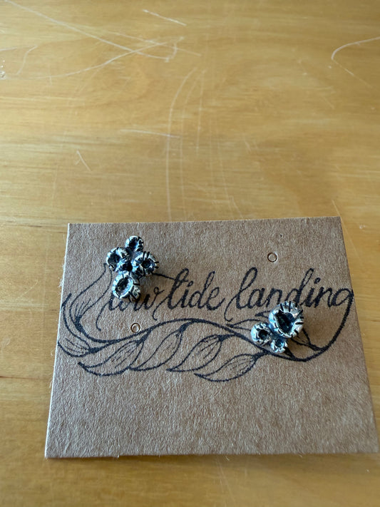 Conch / Whelk Stud Earrings
