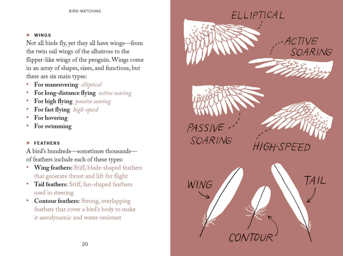 Pocket Nature: Bird-Watching